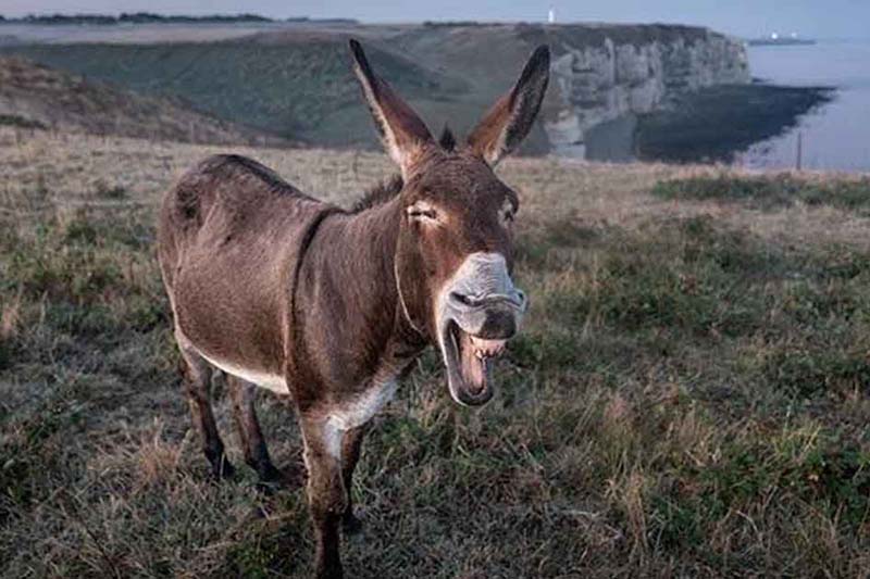 EŞEĞİN PİYASASI !